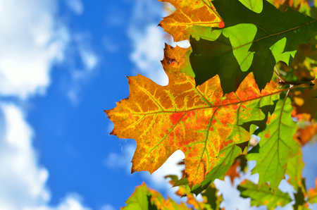 Autumn colored leaves on trees against blue skyの写真素材