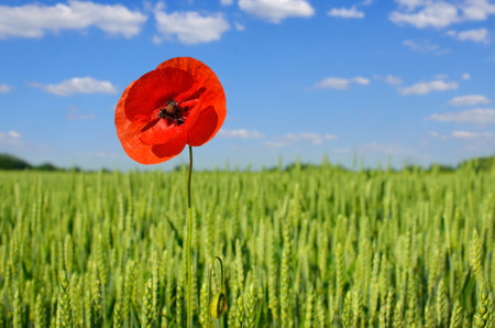 Red poppy in a green field, under a blue skyの写真素材