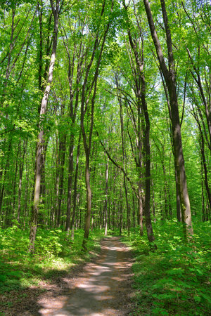 Dense green forest with sunlight filtering through tall tree trunksの写真素材