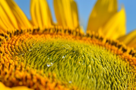 Sunflower core with transparent oil drops against blue skyの写真素材