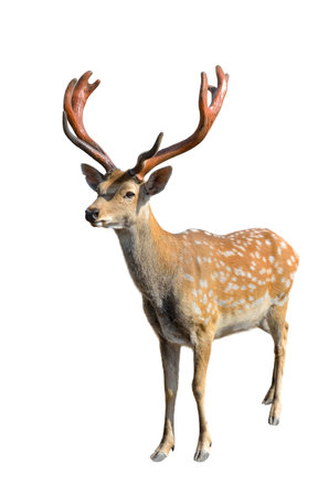 Young spotted deer with branched antlers on white backgroundの写真素材