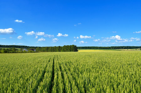 Green wheat field under a blue sky, rural landscapeの写真素材