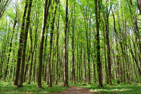 Dense green forest with sunlight filtering through tall tree trunksの写真素材