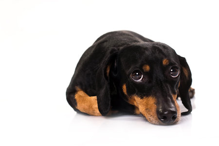 Funny little dog from the breed Dachsund, laid on the floor, looking upwards with curios expression on his face, isolated on white.の写真素材