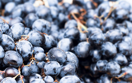 Cluster of delicious blue grapes ready for making wine.