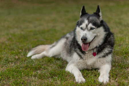 Husky dog bread sitting on the grass with tongue out