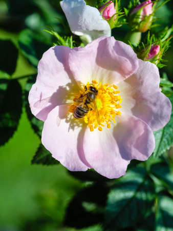 The bee collects honey on flowering pink roseの写真素材