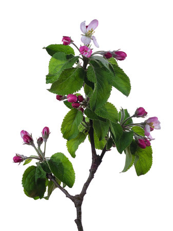 Blooming apple branch with buds isolated on white backgroundの写真素材