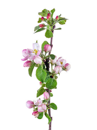 Apple blossom branch isolated on white backgroundの写真素材