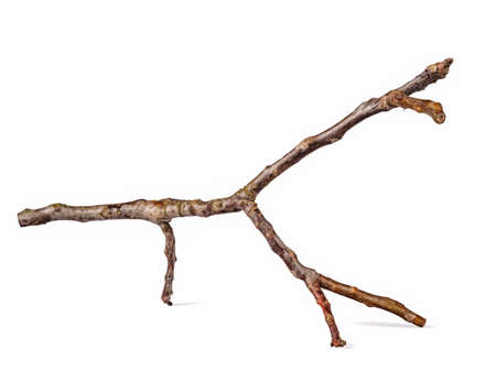 Dry tree branch isolated on white backgroundの写真素材