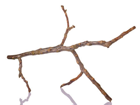 Dry tree branch with reflection isolated on whiteの写真素材