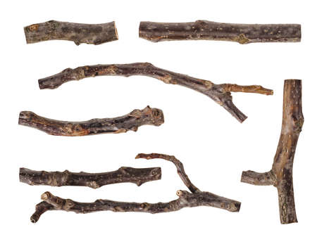 Collection of dried tree branches isolated on white backgroundの写真素材