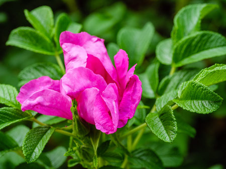Blooming pink beach rose with green leavesの写真素材