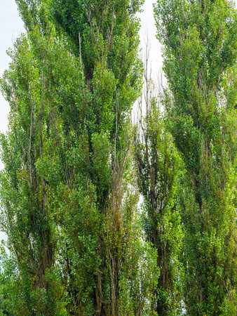 Incredible tall ornamental birch trees against the sky