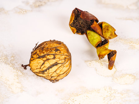 A whole ripe walnut in a shell with a shabby peel near himの写真素材