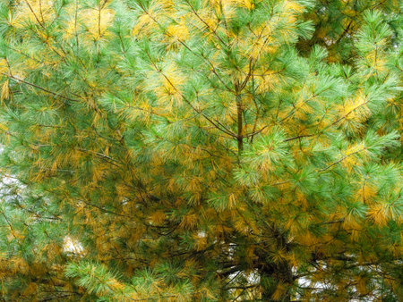The branches of a conifer with long yellow and green needlesの写真素材