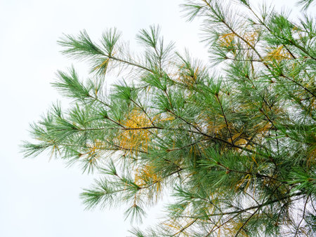 Yellow-green pine branch with long needles against the sky background