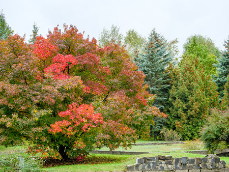 A beautiful red maple in a green autumn parkの写真素材