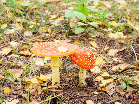 Yellow and red fly agarics in the grass among the leavesの写真素材