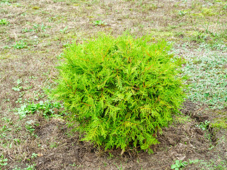 Small spherical ornamental thuja in the grass on the lawnの写真素材