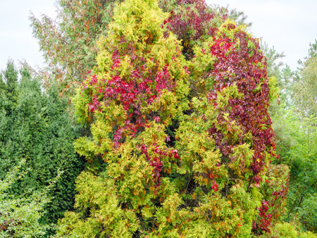 Red ivy wrapped around a yellow-green thujaの写真素材