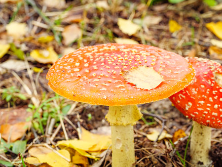 2 yellow fly agarics in the grassの写真素材