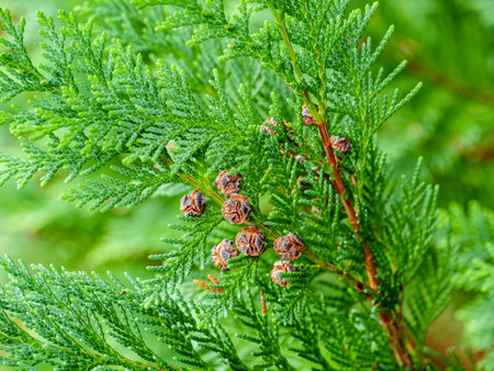 Thuja branch with small brown cones closeupの写真素材