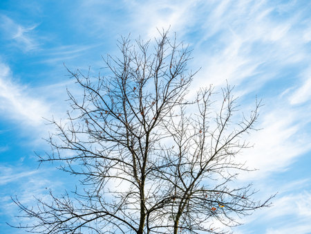 Trunk and branches of a tree without leaves against a blue sky with cloudsの写真素材