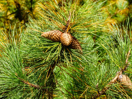 A few brown cones on the branch of a pine tree in the parkの写真素材