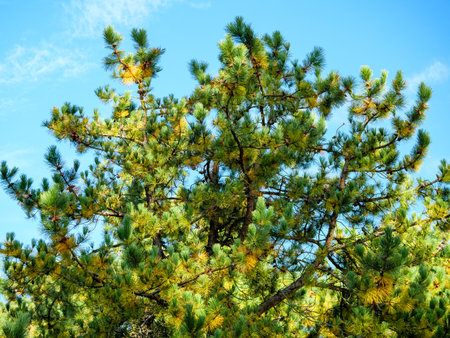 Amazing top of a pine tree with long needles on yellow-green branchesの写真素材