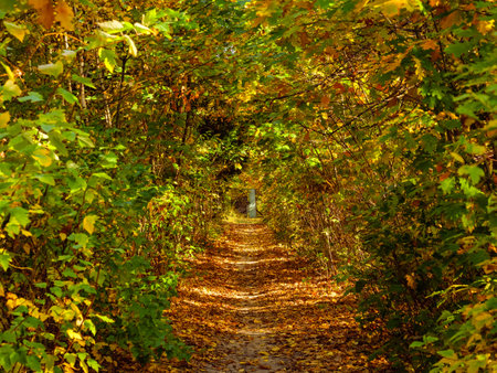 Walking path with fallen leaves among the bushes on either sideの写真素材