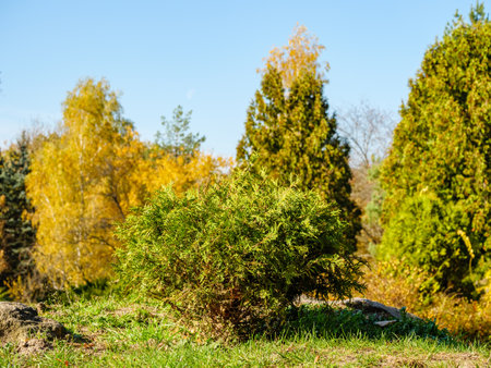 Small ball-shaped thuja with park and sky in the backgroundの写真素材