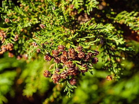 Thuja branch with detail brown cones closeupの写真素材