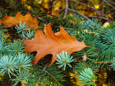 Close up of a brown maple leaf on a pine branchの写真素材