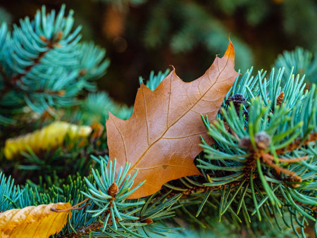 Brown maple leaf with detail texture on a coniferous branch in closeupの写真素材