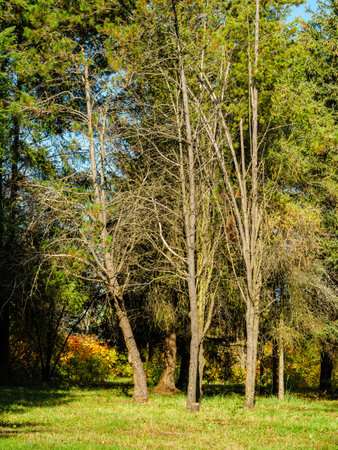 3 withered bare tree trunks in an autumn parkの写真素材