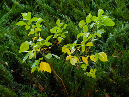 Pennsylvanian ash with green leaves against the background of a bush of thujaの写真素材