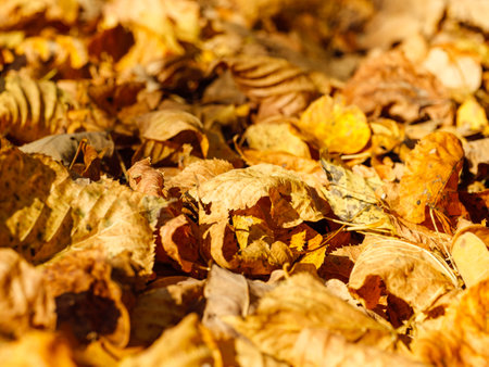 Autumn's fallen leaves are scattered as covering backgroundの写真素材