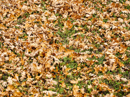 Dried yellow fallen leaves scattered everywhere on the green grassの写真素材
