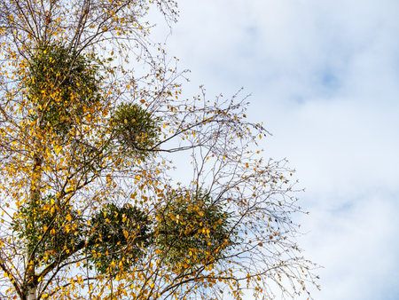 Several mistletoe bunches on tree branches against a cloudy sky backgroundの写真素材