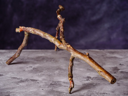 Dried branched walnut tree branch on gray concrete surfaceの写真素材