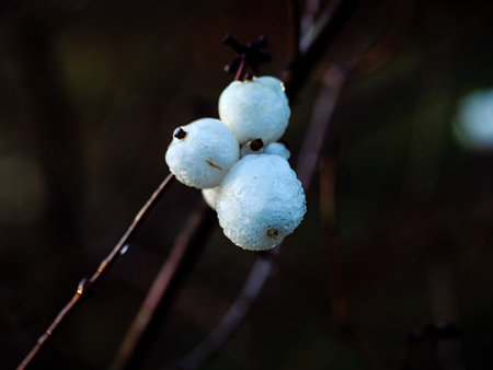 Fine raindrops on white snowberry berriesの写真素材