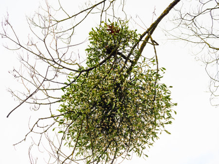 A bunch of green mistletoe on a bare branch of an autumn treeの写真素材