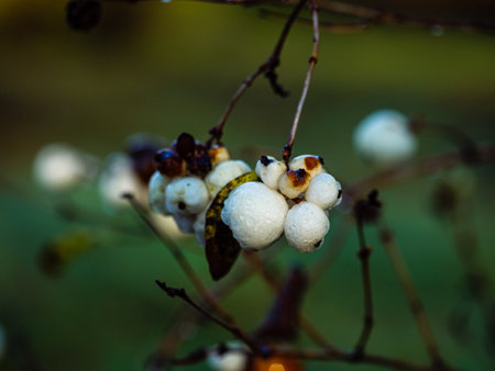Branch with a bunch of snowberry berries with small drops after rainの写真素材