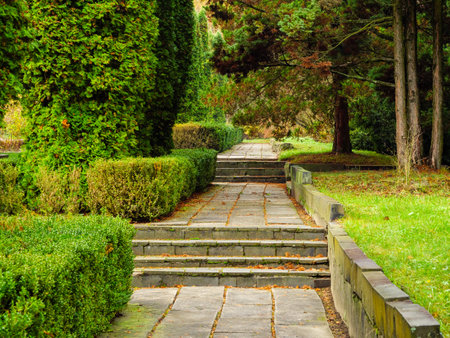 Walkway of concrete slabs and steps among thuja and pine treesの写真素材