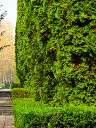 Row of thuja bushes and trees along the walkwayの写真素材