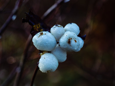 Bunch of white snowberry berries with droplets after rainの写真素材