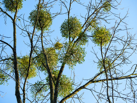 Many bunches of mistletoe on bare tree branchesの写真素材