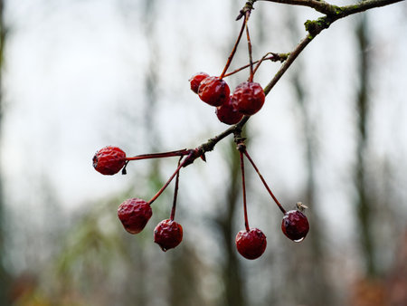 Drops after rain on crataegus red berriesの写真素材