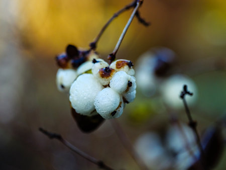 Bunch of white snowberry berries with small drops after rainの写真素材